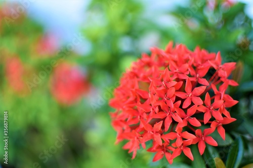 Beautiful and vivid red Santan flowers are in full bloom in a garden