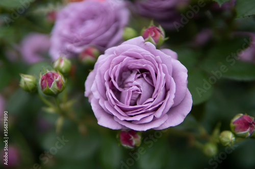 Wallpaper Mural つぼみに囲まれたバラ Torontodigital.ca