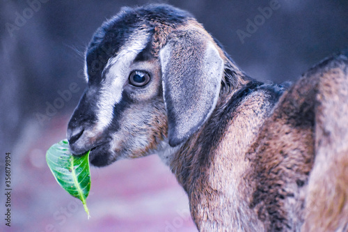 Bangladeshi Goat photo