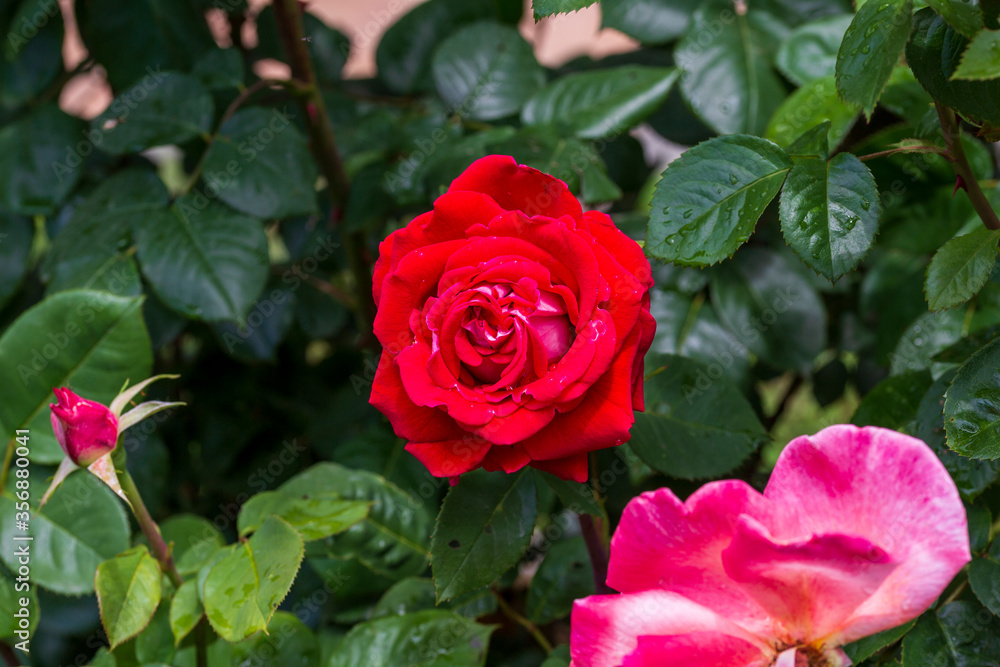 roses in the rain. wild rose after rain storm roses in the rain. wild rose after rain storm
