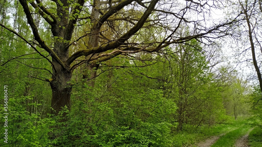 the forest road goes into the spring forest with young green trees and old oaks that rise above them. Mobile photo the forest road goes into the spring forest with young green trees and old oaks that rise above them. Mobile photo