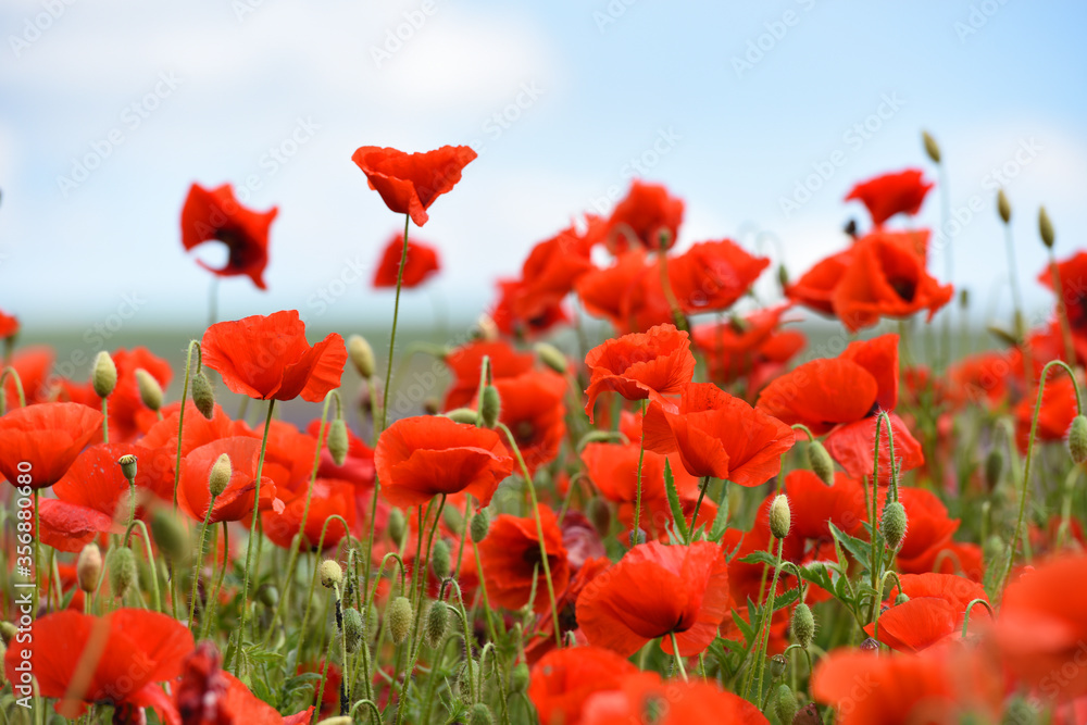 Naklejka premium Amazing red flowers of poppy in the field. Czech republic, Europe.