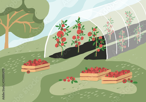 Greenhouse with tomato plants. Garden landscape. Harvest season. Wooden boxes with tomatoes on grass. Growing vegetables in agriculture. Gardening, horticulture, cultivated land vector illustration.