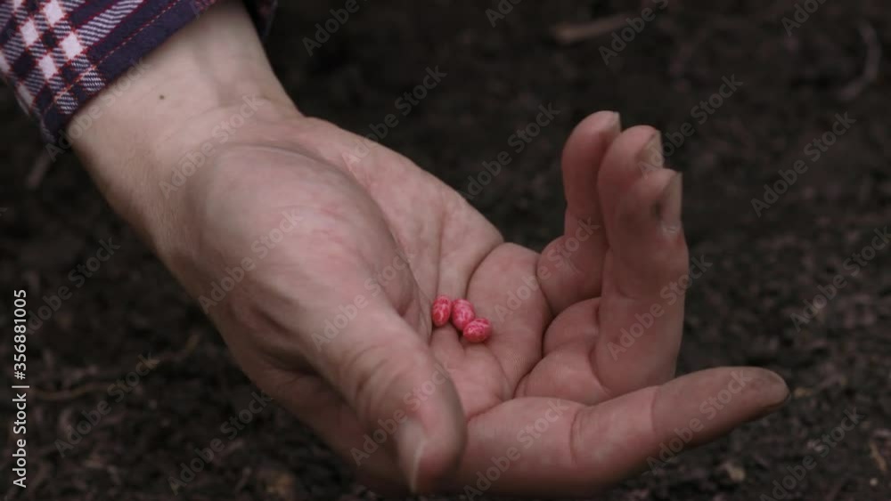 インゲンの種まき　－common bean－