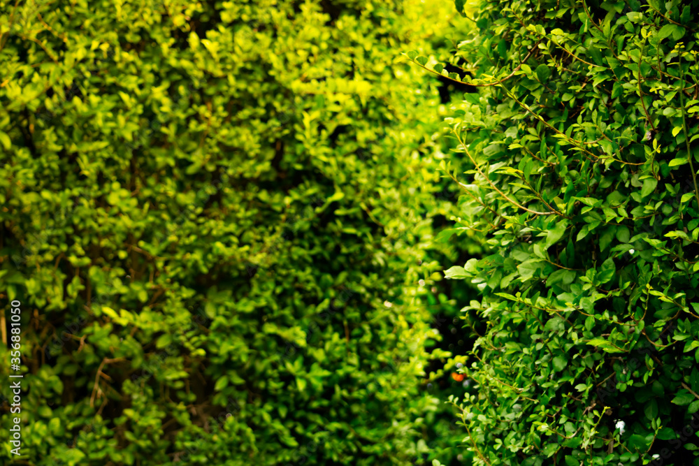 Background pattern of green leaves made of Fukien tea hedge Background pattern of green leaves made of Fukien tea hedge