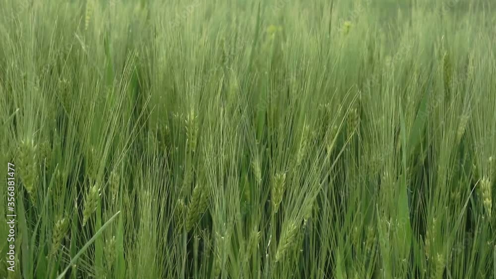 Close up young green wheat swaying in light breeze on farming field Close up young green wheat swaying in light breeze on farming field