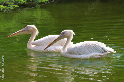 pelicans on the water