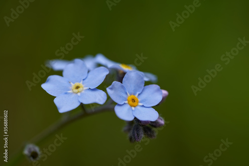Detail of wild flower Myosotis sylvatica. Known as wood forget-me-not or woodland forget-me-not. Delicate blue flower growing on a forest path.