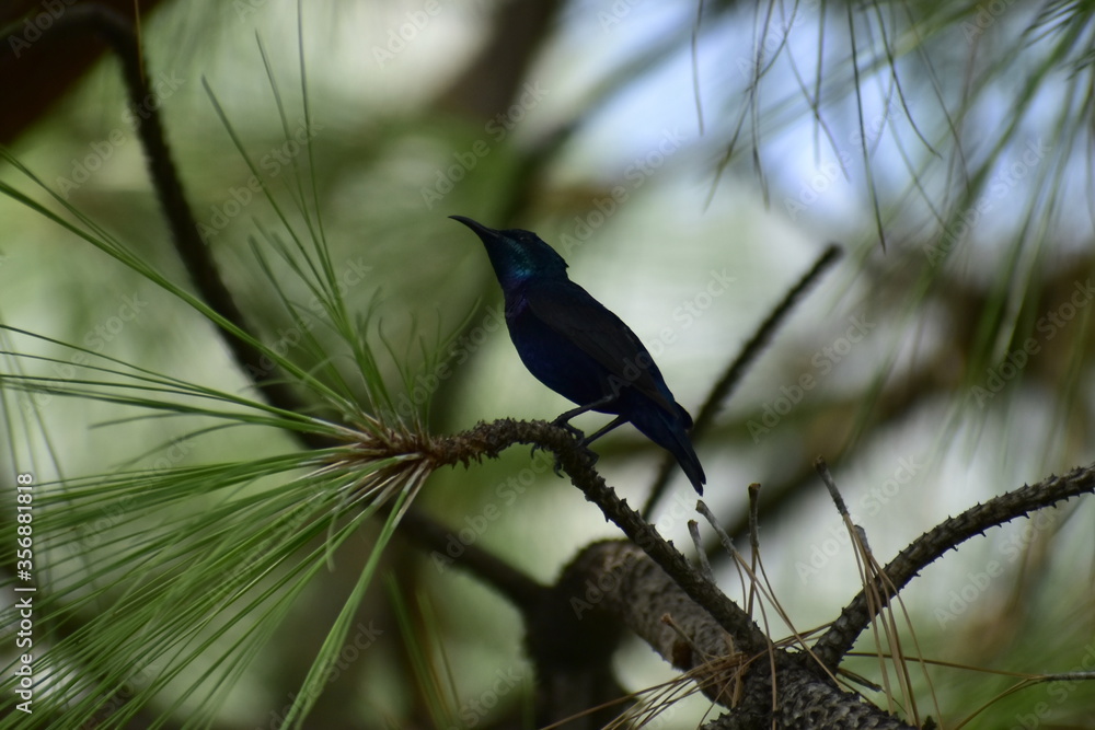Naklejka premium blue winged blackbird