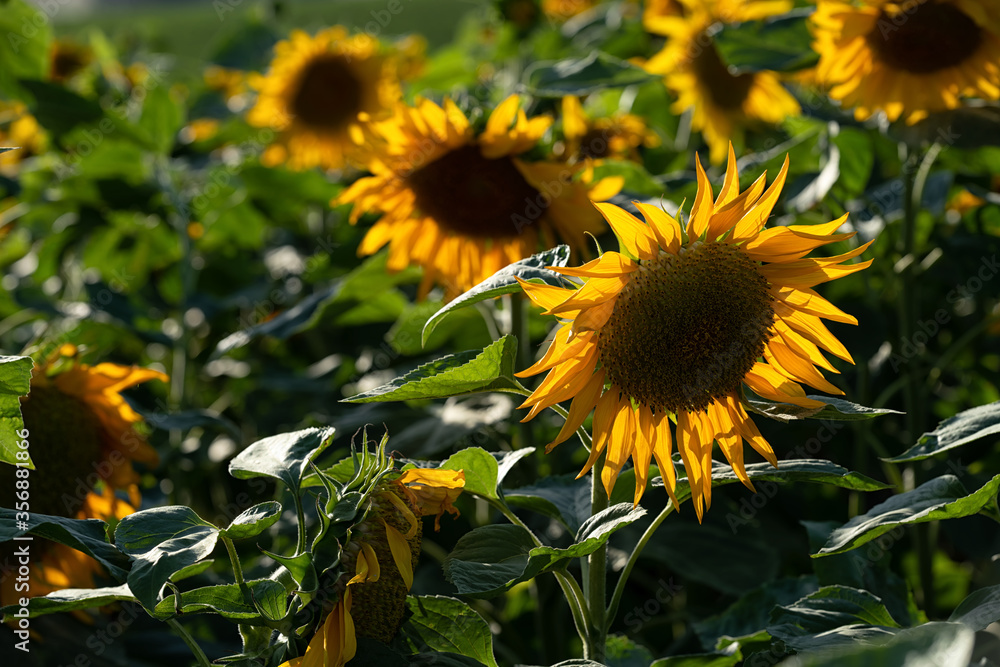 Fototapeta premium Sunflower fields at day light