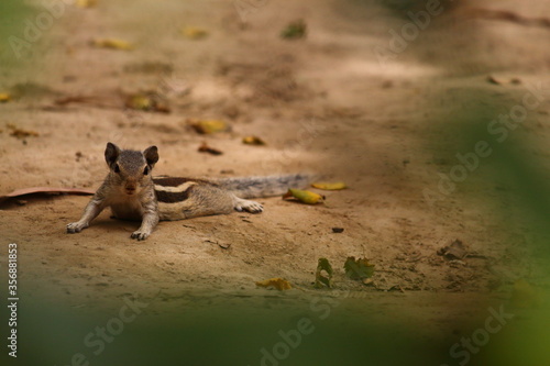 SQUIRREL WAS RESTING ON THE GROUND. 