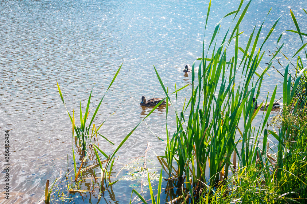 A small group of wild ducks swims in a pond among the reeds on a sunny summer day A small group of wild ducks swims in a pond among the reeds on a sunny summer day