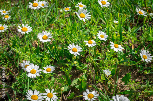 A lot of daisy flowers on a green meadow in the summer a joyful landscape. Close-up.