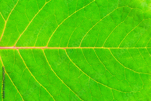 Closeup bright green leaf texture. lateral position.