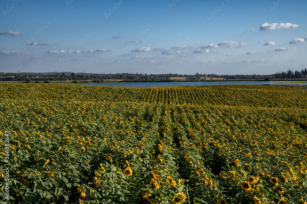 Sunflower fields at day light