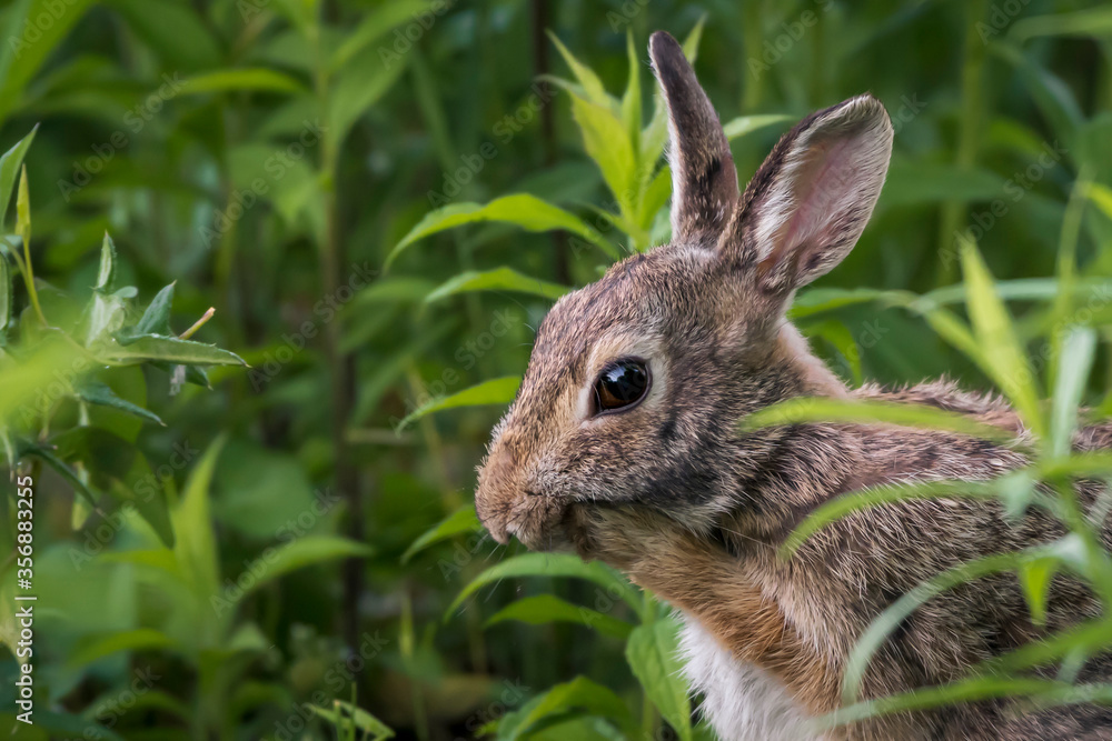 Fototapeta premium do a face lifting massage with the bunny