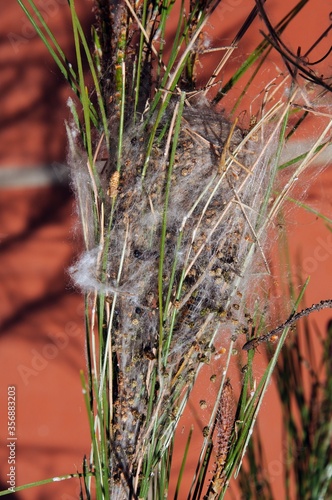 Processionary Caterpillar nest in a pine gree branch (Thaumetopoea Pityocampo) - Procesionaria del Pino, Andalusia, Spain. photo