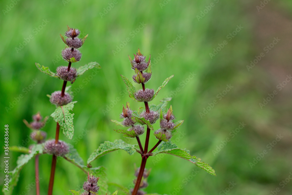 Pink thorn in the forest. Flowering agrimony in the village Pink thorn in the forest. Flowering agrimony in the village