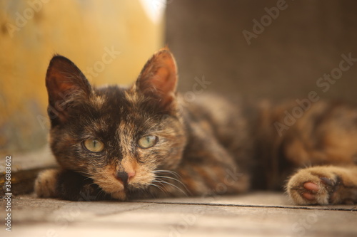 Close up portrait shot of a small black, yellow, brown colored striped cute kitten with light yellow eyes and white whiskers laying on wooden planks of a pier on a yellow orange bokeh soft background photo