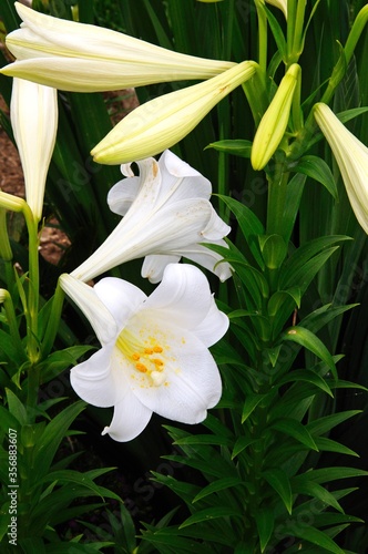 Single White lily in bloom in a Spanish garden, Andalusia, Spain.