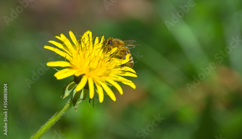 Bee full of pollen collecting nectar on a wild yellow dandelion flower  blurred green spring background