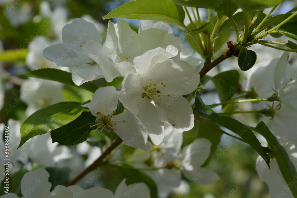 apple tree flowers apple tree flowers