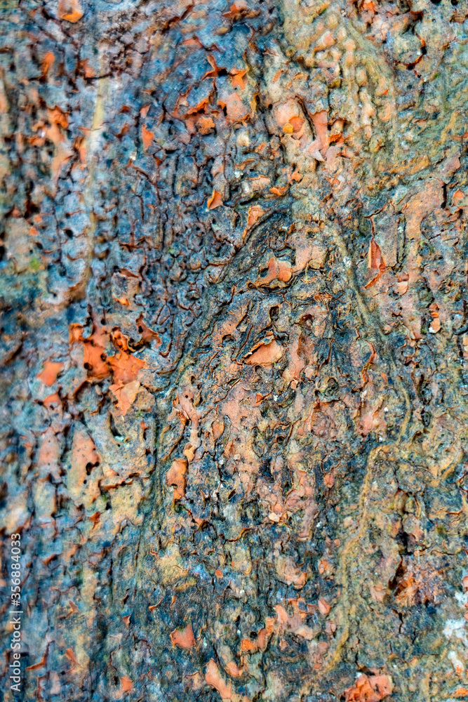 Blurred background texture of the bark of a tree. Blurred background texture of the bark of a tree.