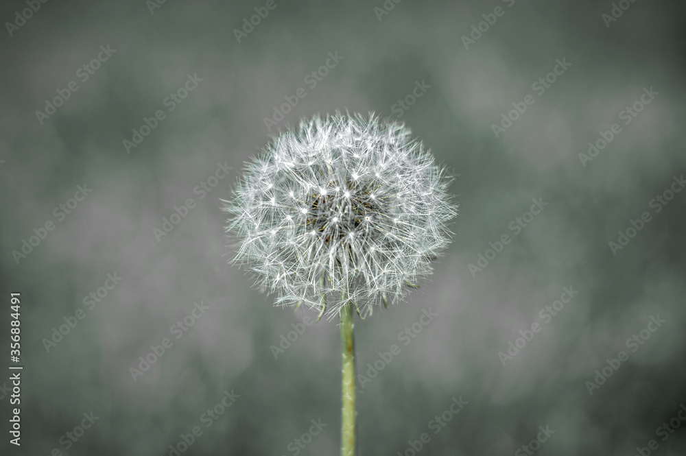 Fluffy dandelion on a gray gloomy background. The concept of environmental disaster, environmental pollution. Selective focus.