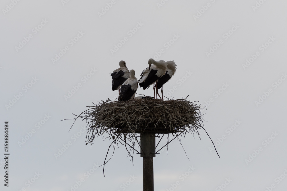 Coppia di cicogne con piccoli nel proprio nido Coppia di cicogne con piccoli nel proprio nido