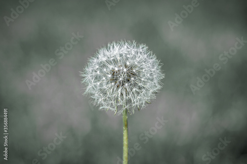 Fluffy dandelion on a gray gloomy background. The concept of environmental disaster  environmental pollution. Selective focus.