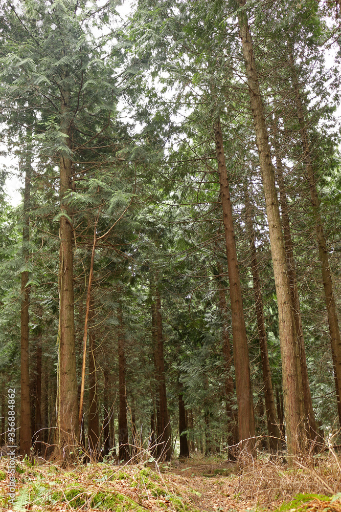 Fototapeta premium Tall pine trees in the forest