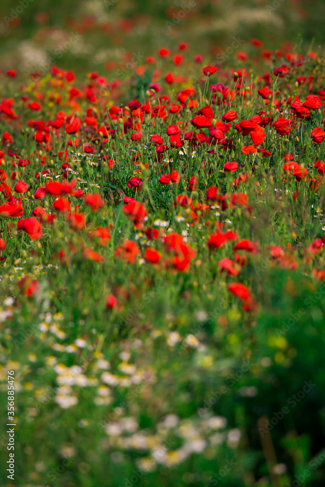 Beautiful and colorful poppy field 