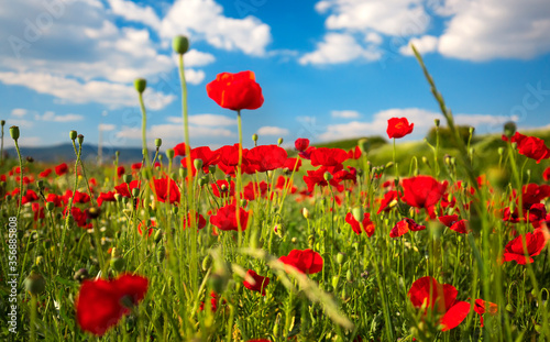 Beautiful and colorful poppy field 