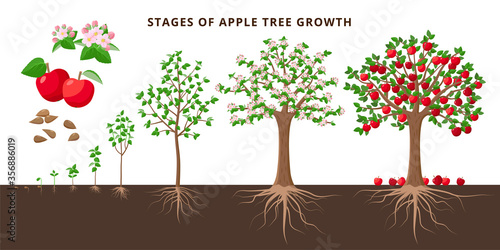 Apple tree growing stages - vector botanical illustration in flat design isolated on white background. Apple tree life cycle from seed to ripe fruit red apples, tree growing from the soil infographic.