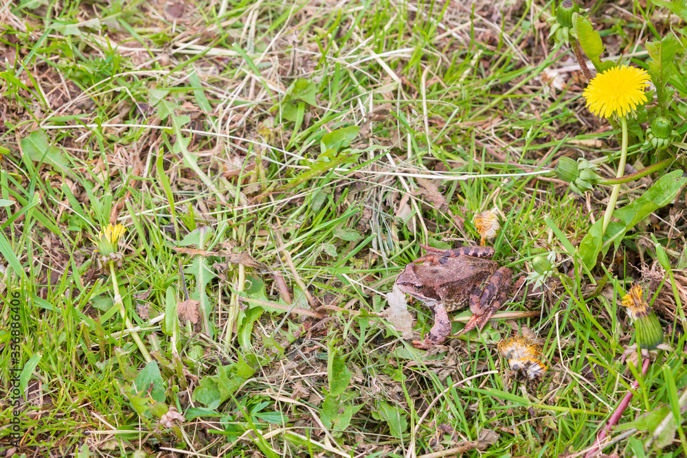 Brown spotted frog walks in the garden in summer. Brown spotted frog walks in the garden in summer.