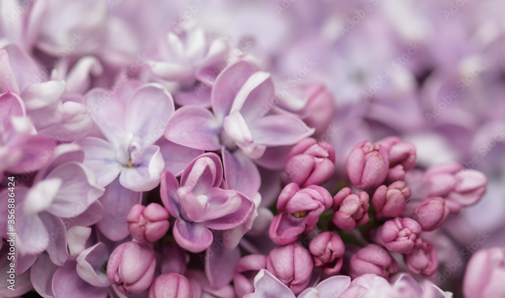 Blooming branch of purple terry Lilac in spring Blooming branch of purple terry Lilac in spring