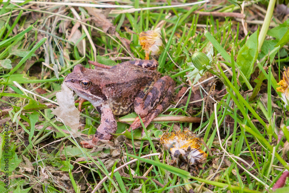 Brown spotted frog walks in the garden in summer. Brown spotted frog walks in the garden in summer.