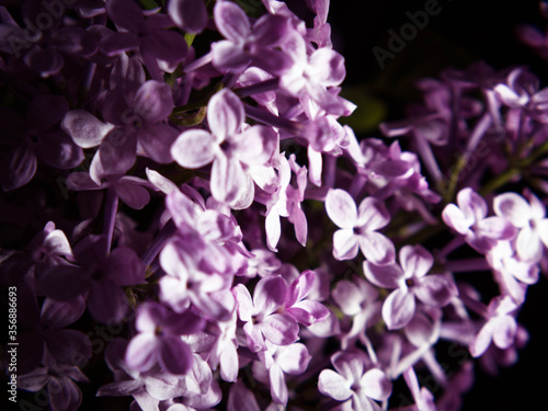 Lilac flowers in bloom. Closeup photo.
