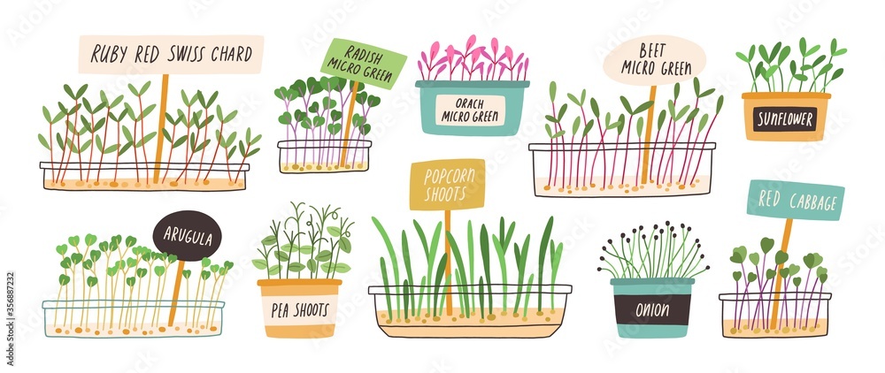 Set of different hand drawn sprouted grains and micro greens vector flat illustration. Collection of edible plants for healthy nutrition isolated on white. Ingredients with green leaves for food Set of different hand drawn sprouted grains and micro greens vector flat illustration. Collection of edible plants for healthy nutrition isolated on white. Ingredients with green leaves for food