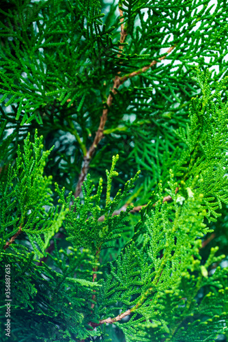 Background Of Are Plane Of Cypress Leaves