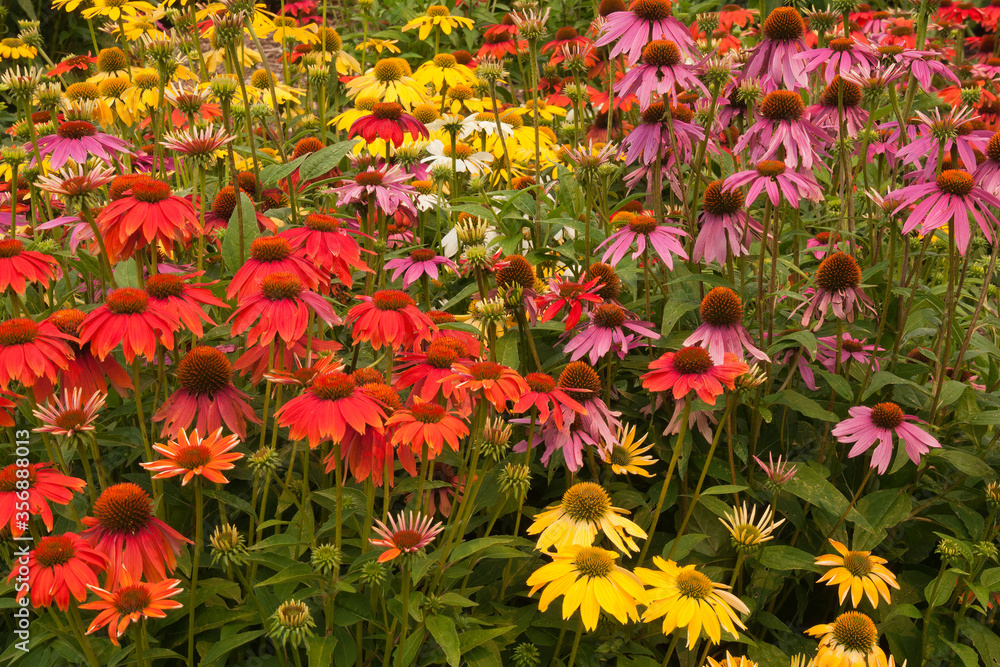 Naklejka premium Sydney Australia, garden bed of colorful flowering echinacea plants