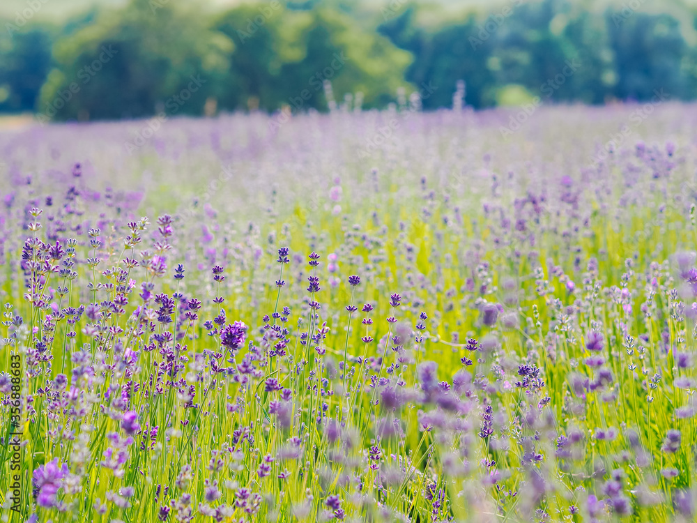 Obraz premium Violet lavender field blooming in summer sunlight. Sea of Lilac Flowers landscape in Provence, France. Bunch of scented flowers of the French Provence . Aromatherapy. Nature Cosmetics. Gardening.