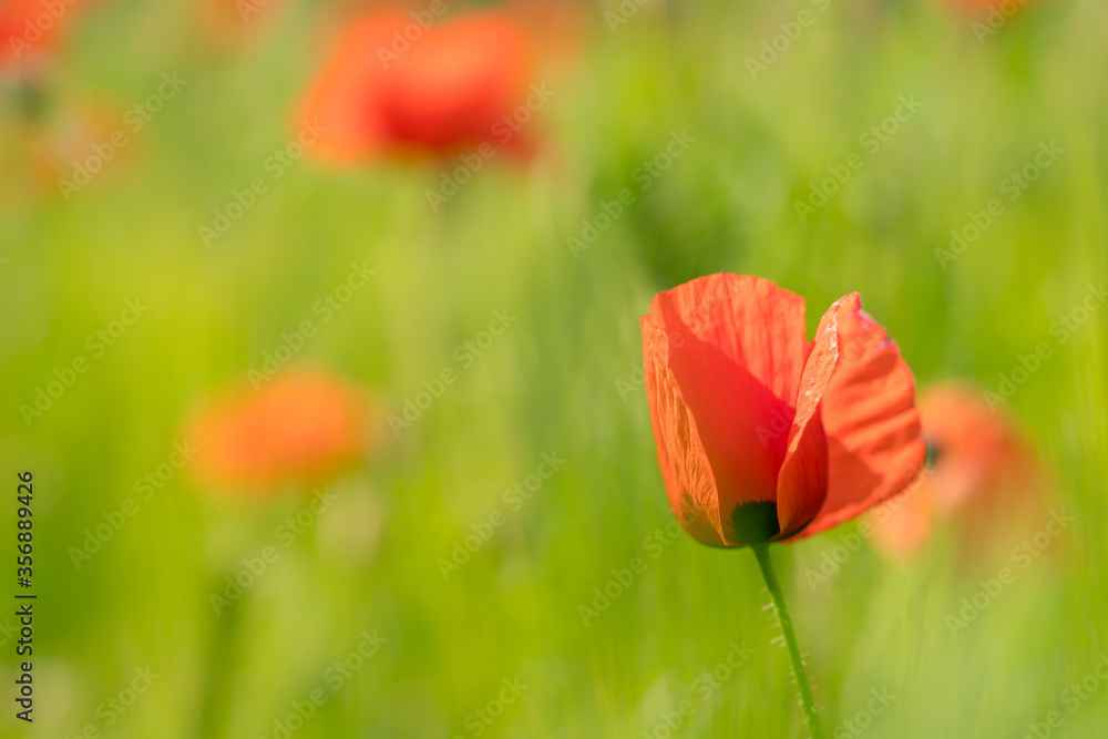 Naklejka premium Red poppy flower in a corn field