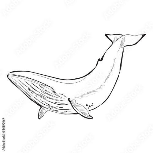 whale