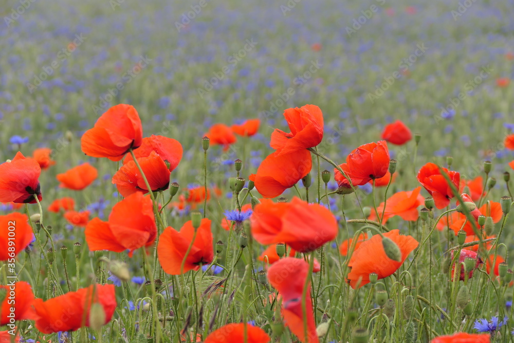 Klatschmohn