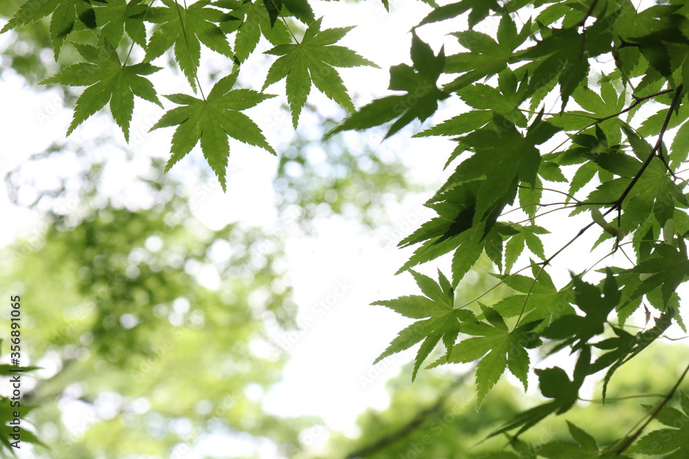 Green maple leaves against the sun