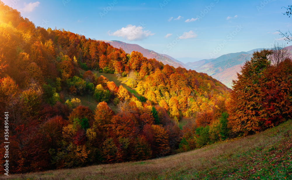 Naklejka premium Beautiful view of the autumn valley of the countryside. Location place of Carpathian mountains, Ukraine, Europe.