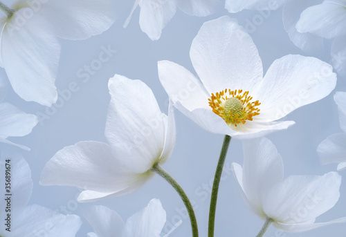 Floral background. A bouquet light blue primrose flowers. Close-up. Flower composition. Greeting card. Nature.