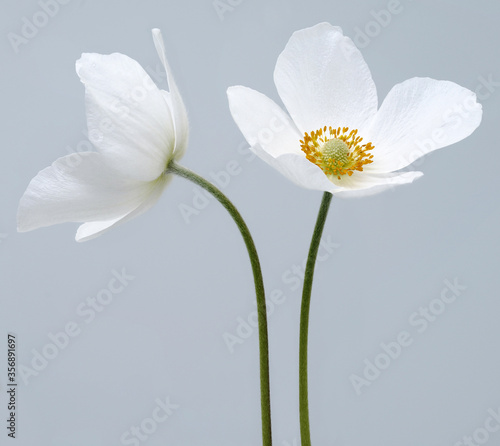 White beautiful primrose. Flowers on a green stem. Studio shot. Nature. © nadezhda F