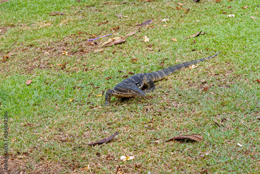 Obraz premium Water Monitor - Komodo Dragon in Lumphini Park - Bangkok, Thailand